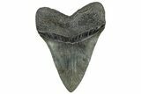 Huge Fossil Megalodon Tooth - South Carolina #324267-2